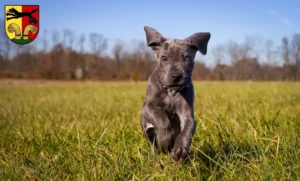 Mehr über den Artikel erfahren Dogge Züchter und Welpen in Peine