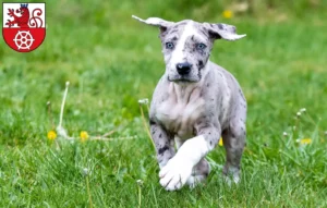 Mehr über den Artikel erfahren Dogge Züchter und Welpen in Ratingen