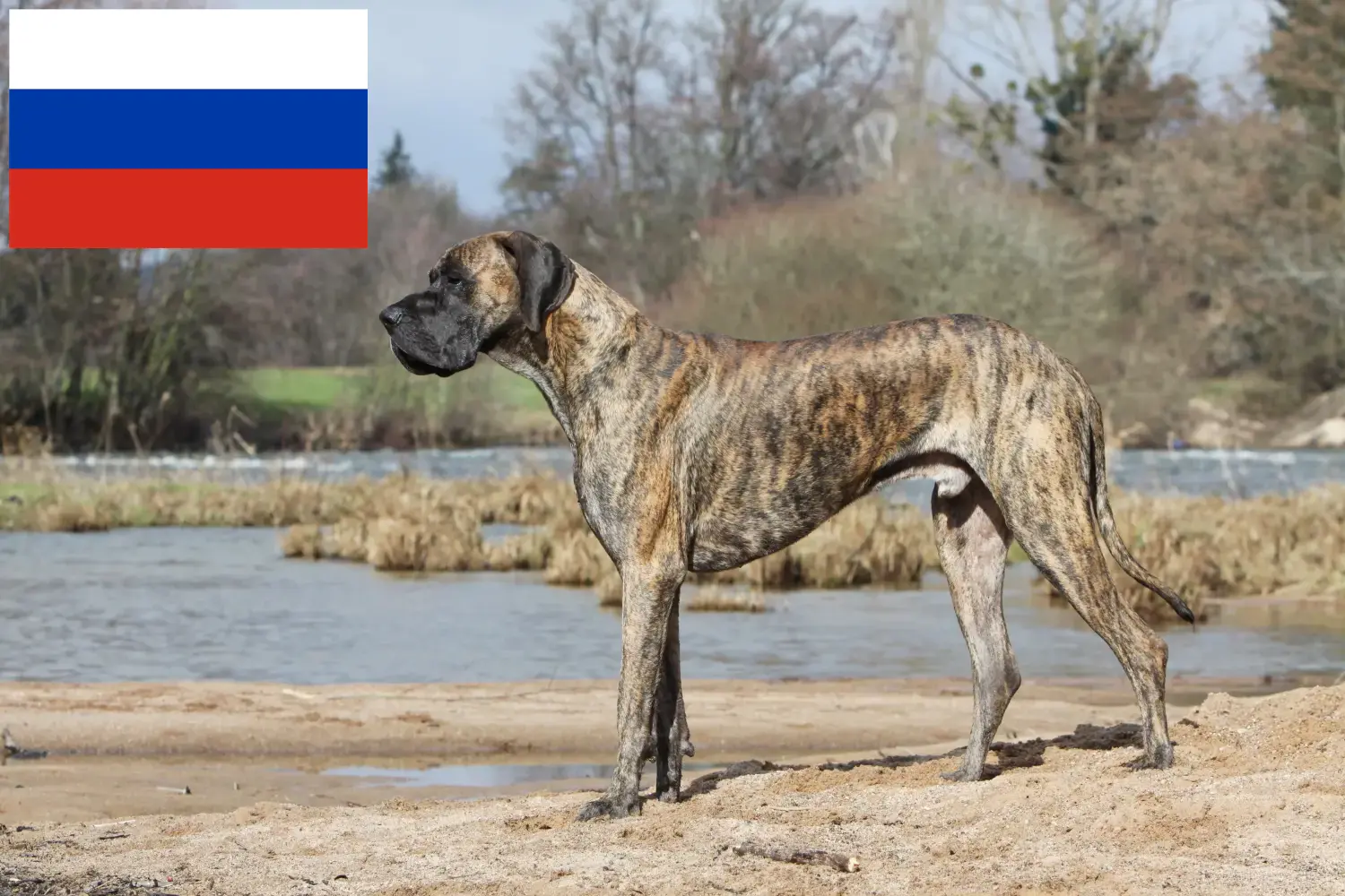 Mehr über den Artikel erfahren Dogge Züchter und Welpen in Russland