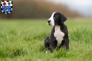 Mehr über den Artikel erfahren Dogge Züchter und Welpen in Saarbrücken