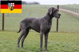 Mehr über den Artikel erfahren Dogge Züchter und Welpen im Saarland