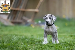 Mehr über den Artikel erfahren Dogge Züchter und Welpen in Schleiz