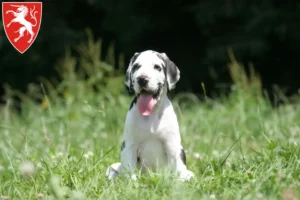 Mehr über den Artikel erfahren Dogge Züchter und Welpen in Schwäbisch Gmünd