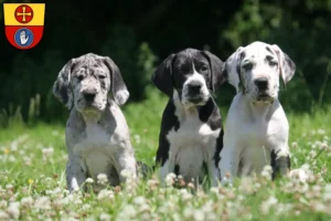 Mehr über den Artikel erfahren Dogge Züchter und Welpen in Schwäbisch Hall