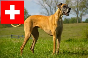 Mehr über den Artikel erfahren Dogge Züchter und Welpen in der Schweiz