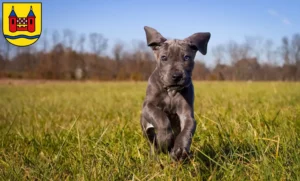 Mehr über den Artikel erfahren Dogge Züchter und Welpen in Schwelm