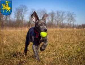 Mehr über den Artikel erfahren Dogge Züchter und Welpen in Schwerin