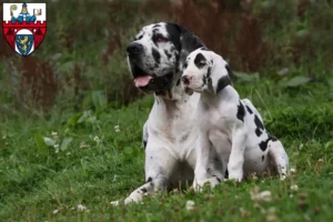 Mehr über den Artikel erfahren Dogge Züchter und Welpen in Siegen