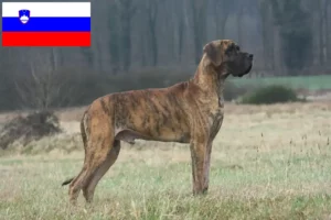Mehr über den Artikel erfahren Dogge Züchter und Welpen in Slowenien