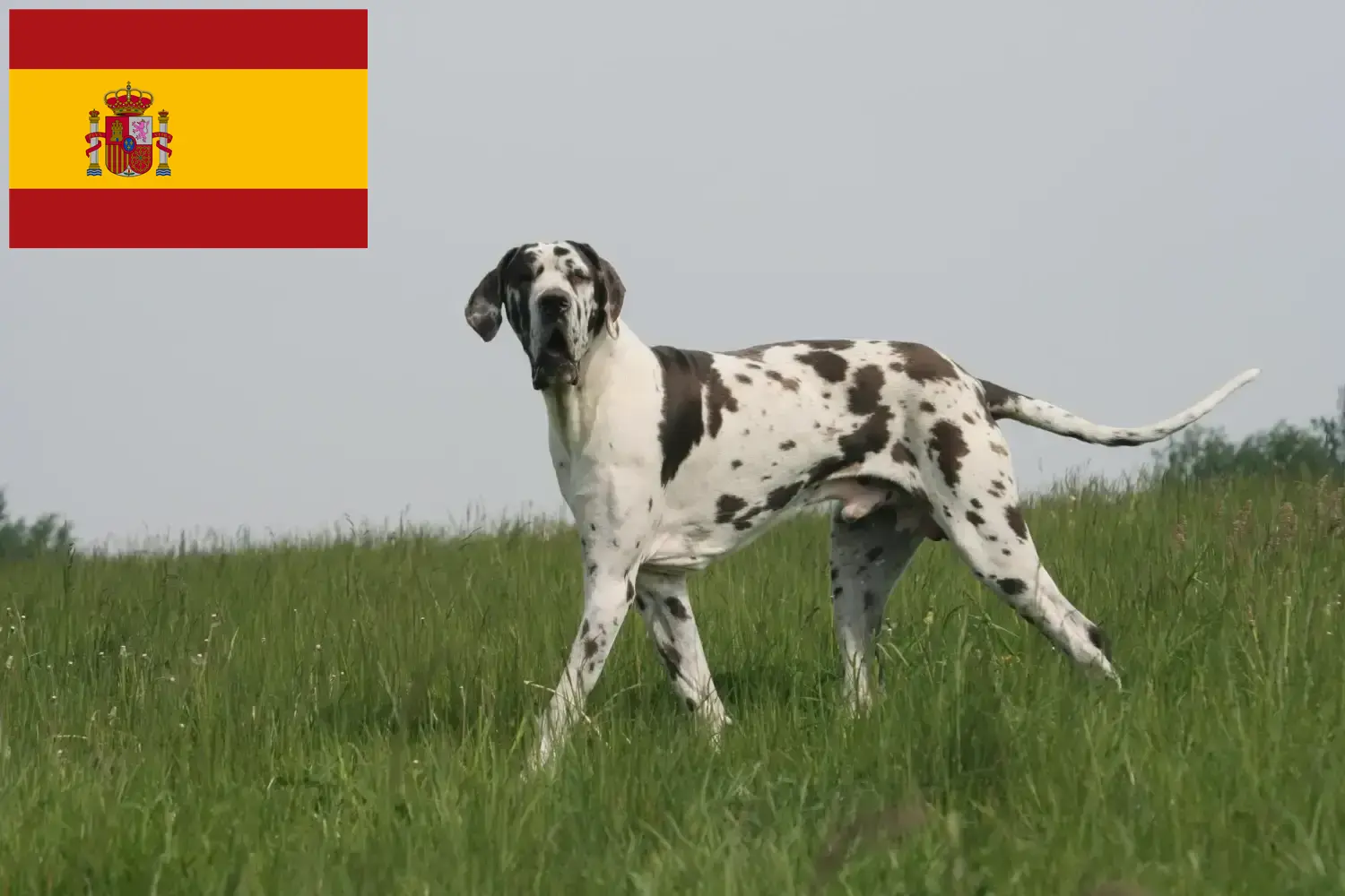 Mehr über den Artikel erfahren Dogge Züchter und Welpen in Spanien