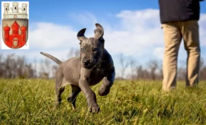 Mehr über den Artikel erfahren Dogge Züchter und Welpen in Stadthagen