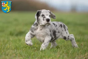 Mehr über den Artikel erfahren Dogge Züchter und Welpen in Taunusstein