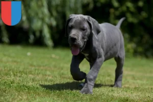 Mehr über den Artikel erfahren Dogge Züchter und Welpen im Tessin