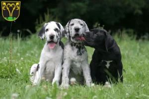 Mehr über den Artikel erfahren Dogge Züchter und Welpen in Traunstein