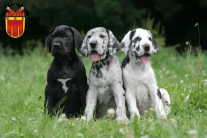 Mehr über den Artikel erfahren Dogge Züchter und Welpen in Tübingen