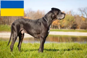Mehr über den Artikel erfahren Dogge Züchter und Welpen in der Ukraine