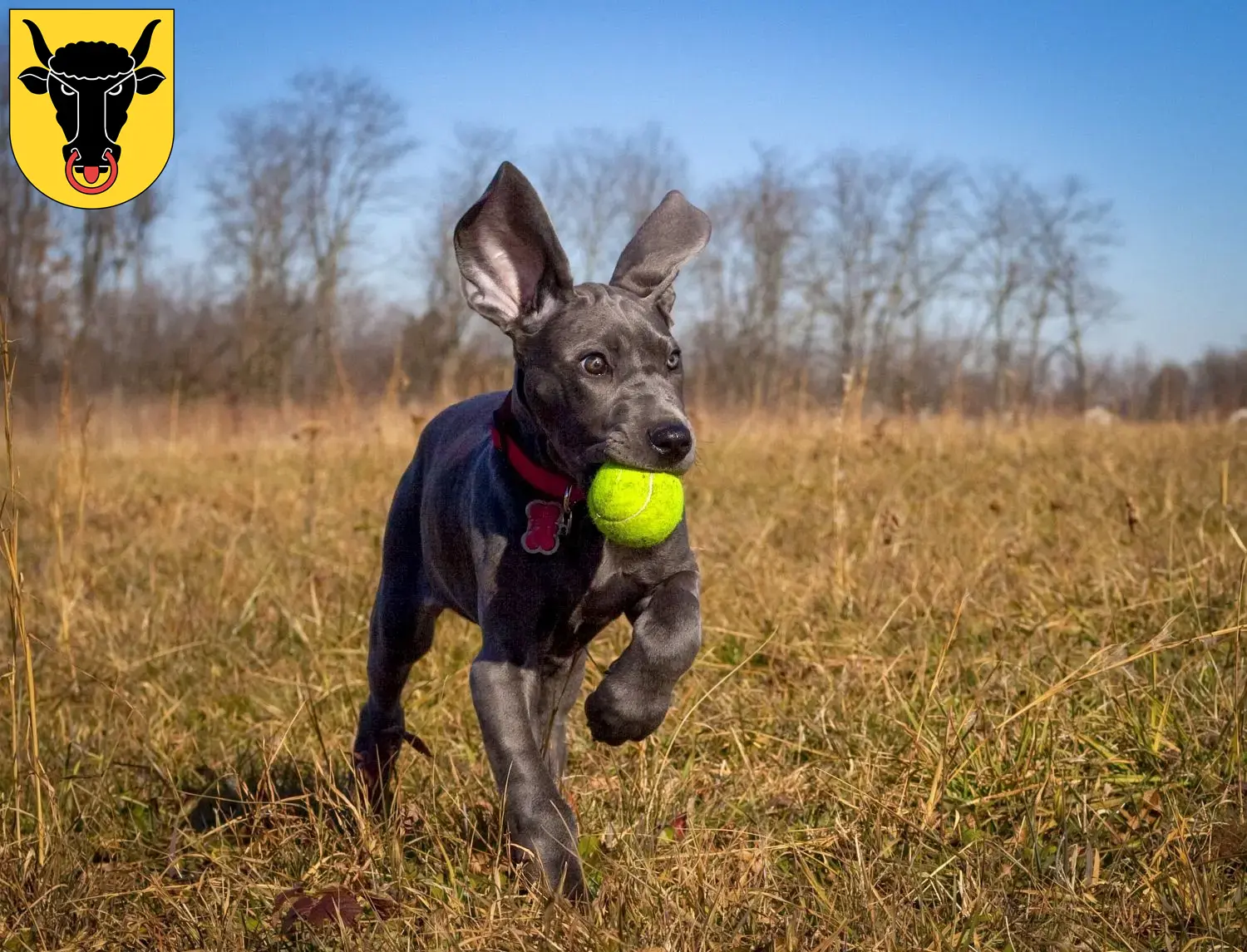 Mehr über den Artikel erfahren Dogge Züchter und Welpen in Uri