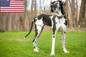 Mehr über den Artikel erfahren Dogge Züchter und Welpen in den USA