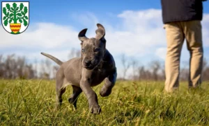 Mehr über den Artikel erfahren Dogge Züchter und Welpen in Westerstede