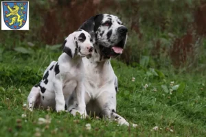 Mehr über den Artikel erfahren Dogge Züchter und Welpen in Winsen (Luhe)