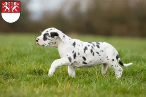 Mehr über den Artikel erfahren Dogge Züchter und Welpen in Witten