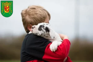 Mehr über den Artikel erfahren Dogge Züchter und Welpen in Wittmund