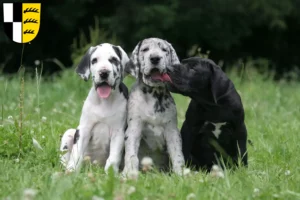 Mehr über den Artikel erfahren Dogge Züchter und Welpen im Zollernalbkreis