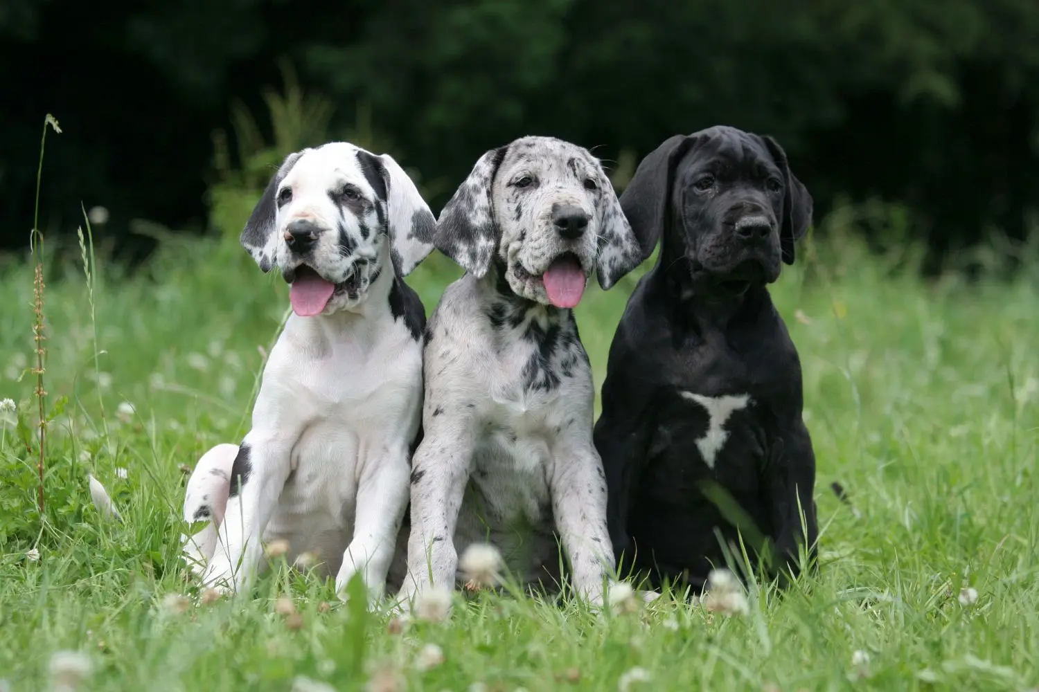 Seriöse Dogge Züchter Finden - MeineDogge.de