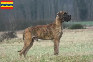 Mehr über den Artikel erfahren Dogge Züchter und Welpen in Overijssel